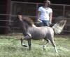 Pintaloosa miniature filly for sale